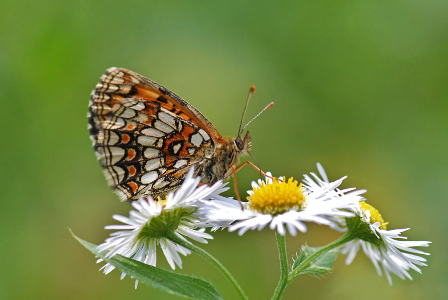 Melitaea athalia  Maschio e Femmina, da confermare